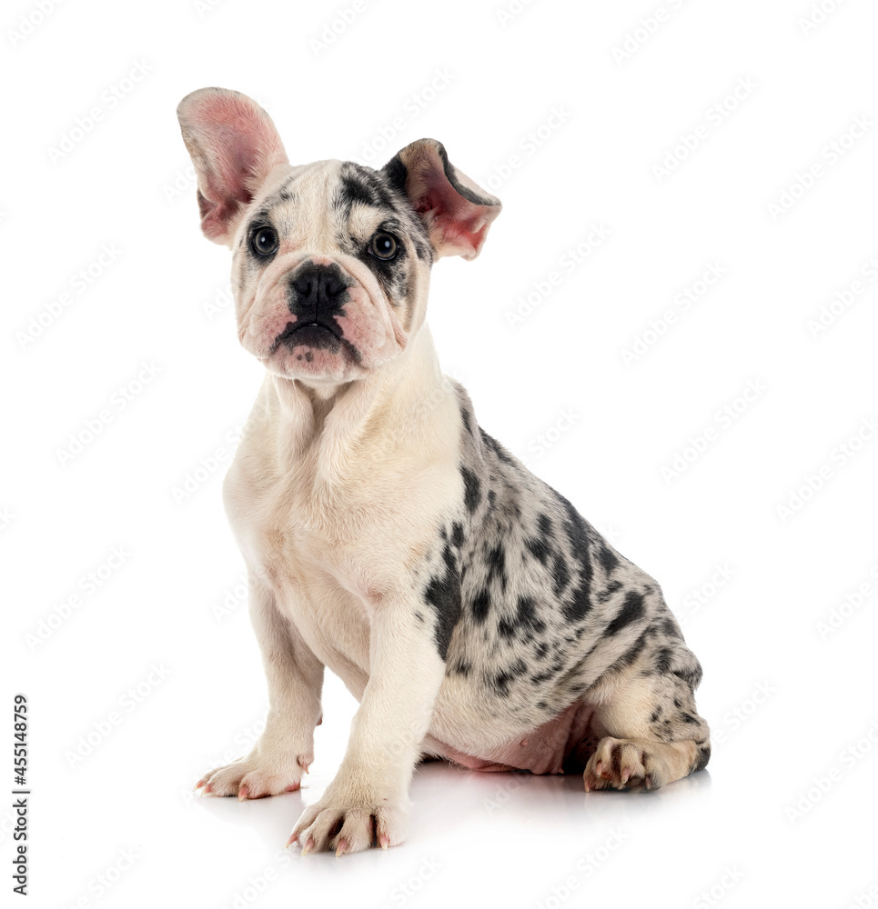 merle french bulldog merle french bulldog
