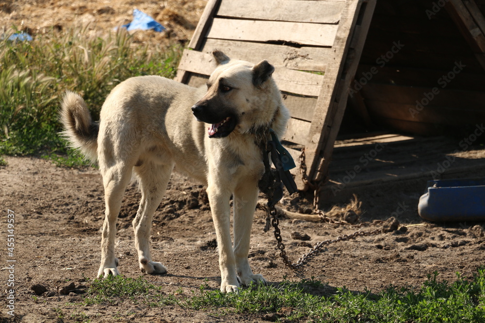 Obraz premium selective focus, shepherd dog tied in front of animal farm