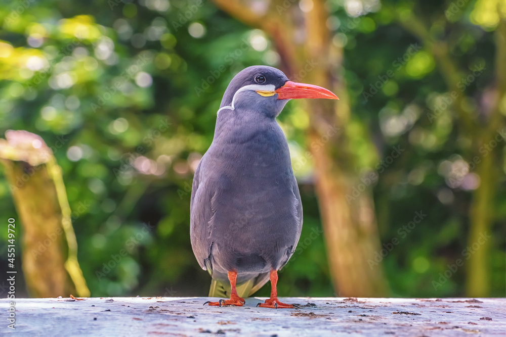 Inca Tern with dark grey body, white moustache on both sides of its head
