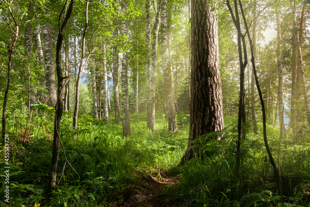 Forest trees background. Nature green forest with rays of sunlight. Forest trees background. Nature green forest with rays of sunlight.
