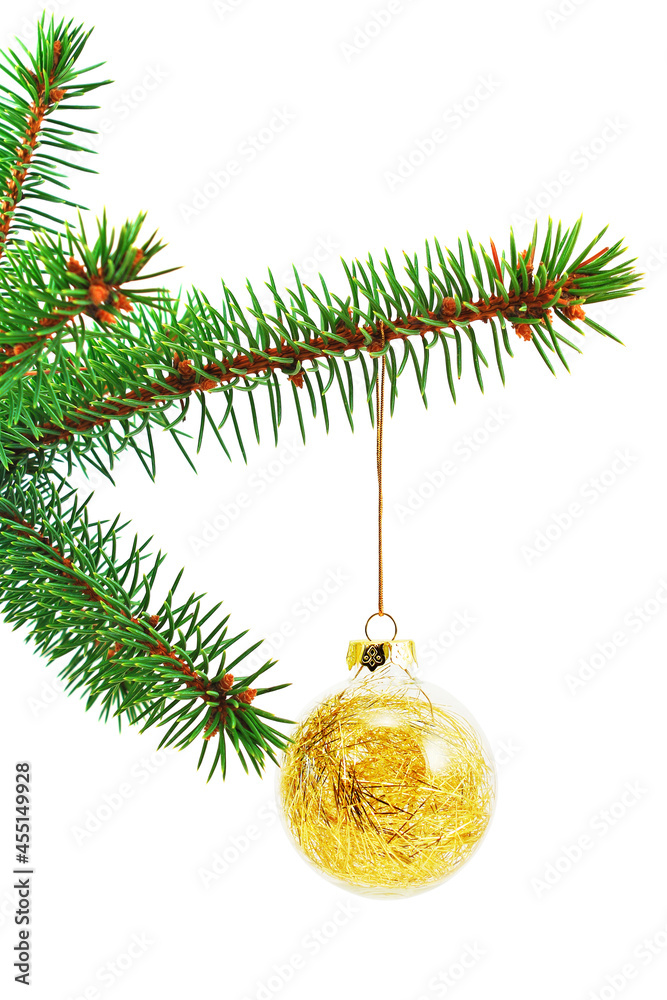 Golden glitter transparent Christmas bauble hanging on a green spruce branch isolated on white