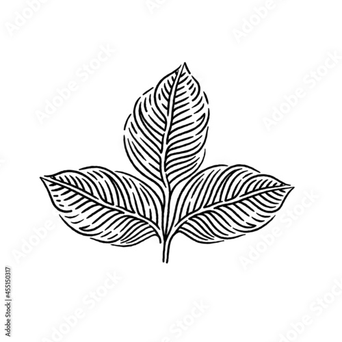 Sprout. Leaves. An engraving. Vector illustration.