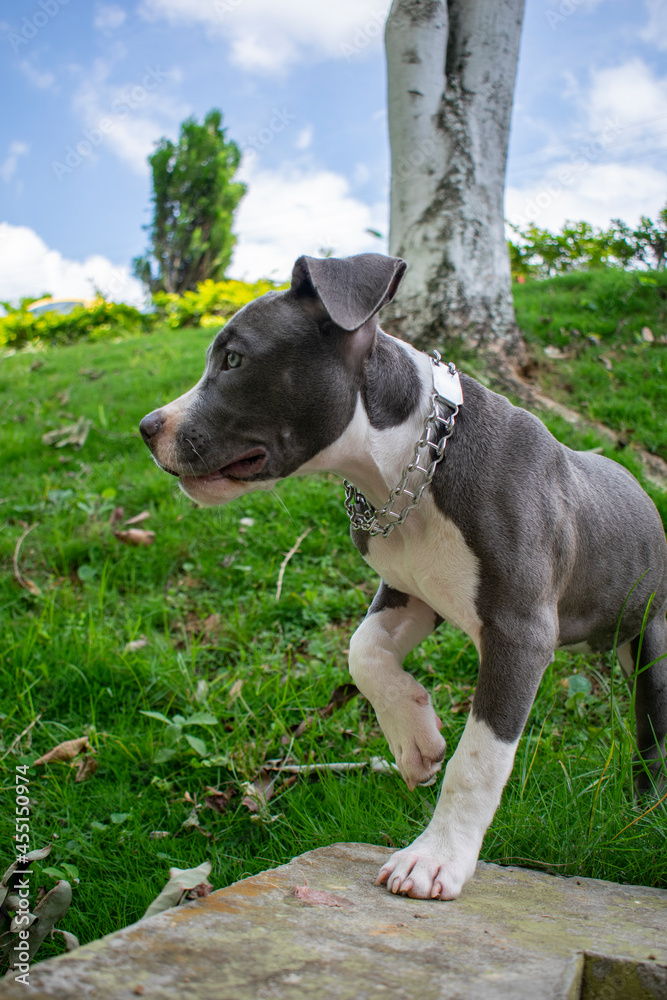 american staffordshire terrier on a day