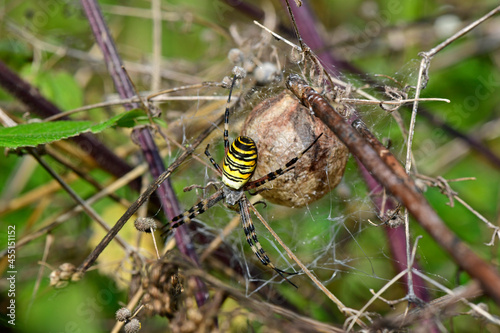 Wasp spider with cocoon // Wespenspinne mit Kokon (Argiope bruennichi) photo