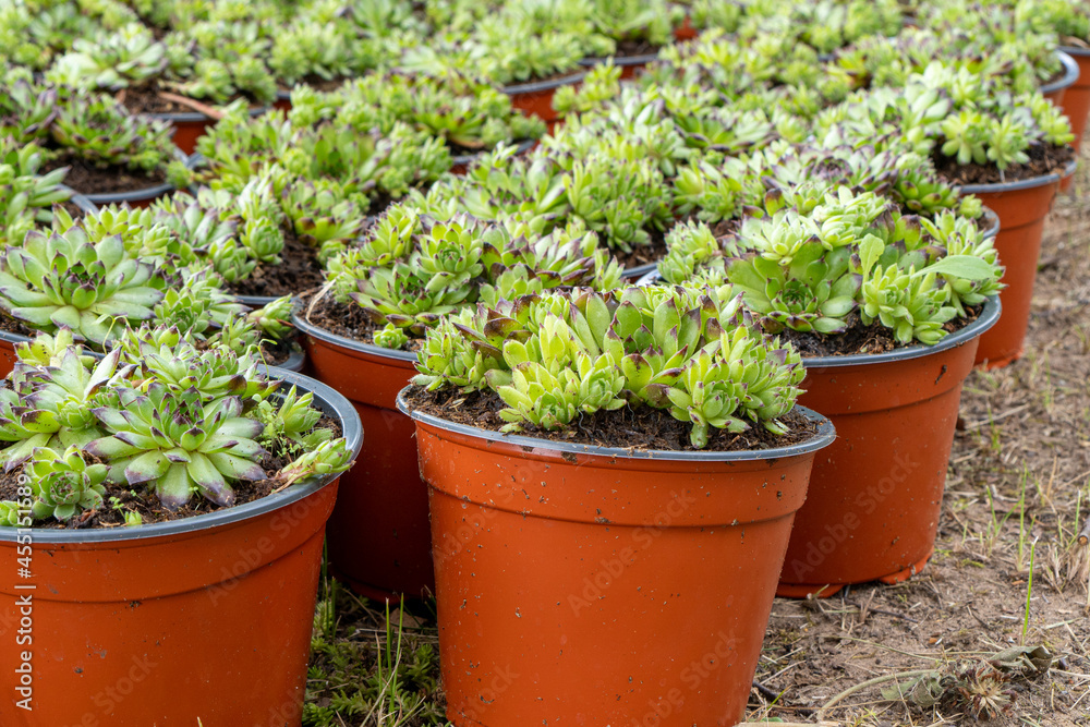 Plastic pots with Sempervivum seedlings.