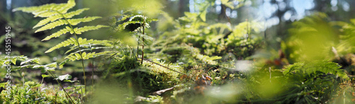 forest with moss, fern and light bokeh background