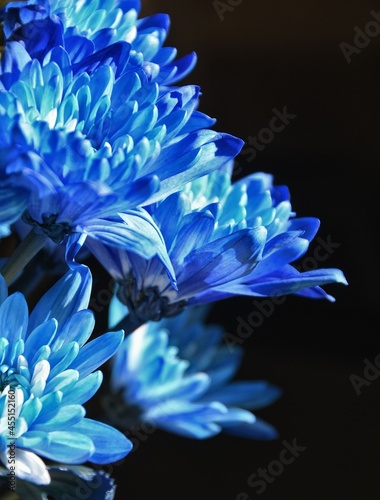 Fényképezés Blue dyed mums in early morning light