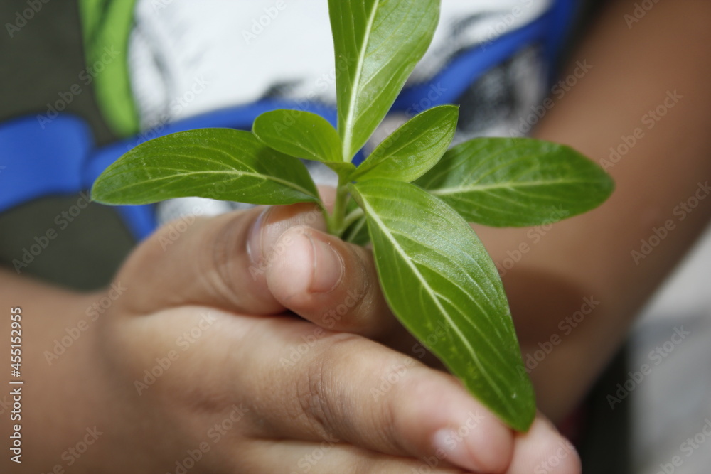 Ready to plant fresh plants in baby's hands.