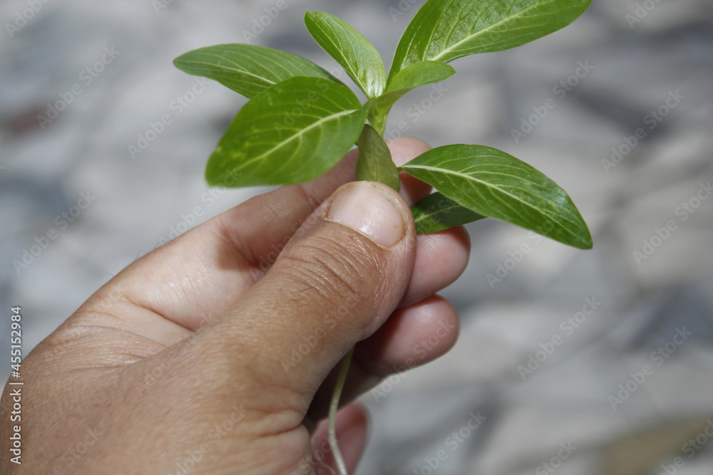 Ready to plant fresh plants in woman's hands. Ready to plant fresh plants in woman's hands.