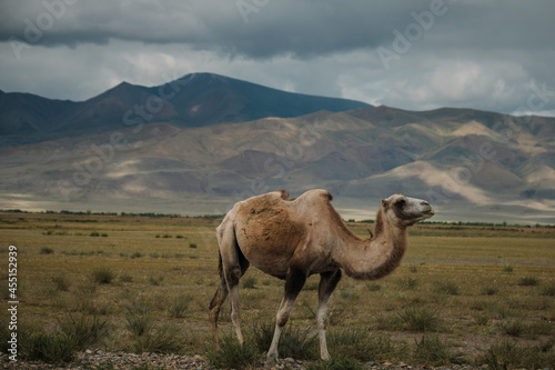 Foto A camel grazes in the steppe of the Altai Mountains