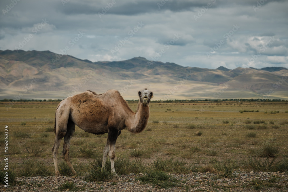 custom made wallpaper toronto digitalA camel grazes in the steppe of the Altai Mountains