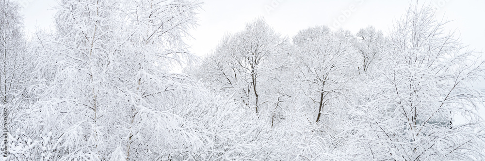 natural landscape of a snowy white winter frozen forest in a good windless weather in the village. the trees and branches of the trees are completely covered with snow or hoarfrost. banner
