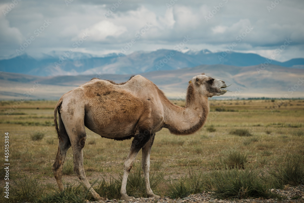 A camel grazes in the steppe of the Altai Mountains
