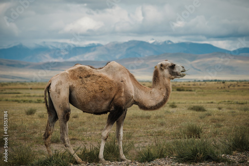 A camel grazes in the steppe of the Altai Mountains