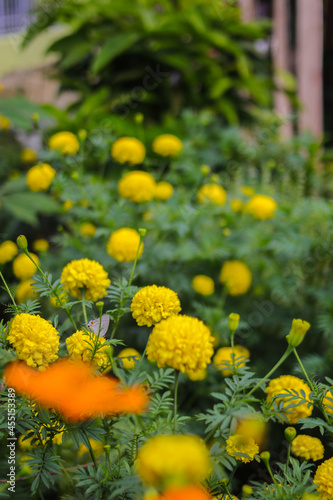 Beautiful yellow marigold flowers with green leaves are blooming in the garden. Yellow flower stock images