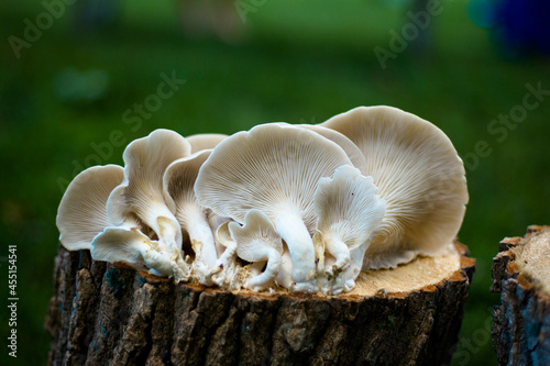Mushrooms growing on a tree