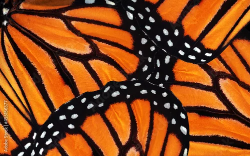 Fototapeta na wymiar monarch butterfly wings. abstract pattern of tropical monarch butterfly wings. natural orange background.