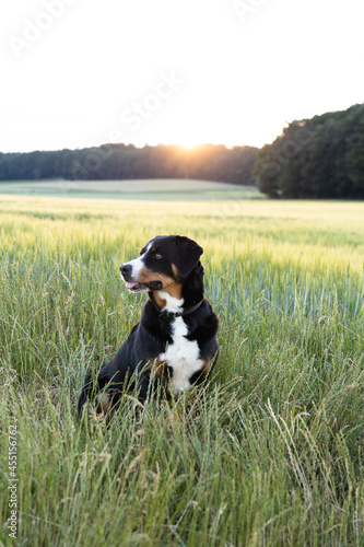 Sennenhund sitting in field on sunset