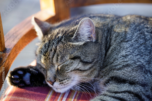 sleeping tabby cat on a chair