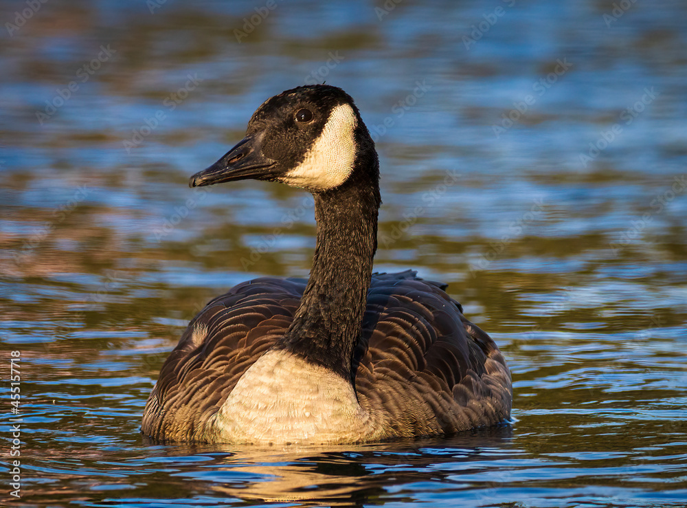 Obraz premium Close up image of a Canada goose swimming in calm blue water in the glow of an evening summer sun.