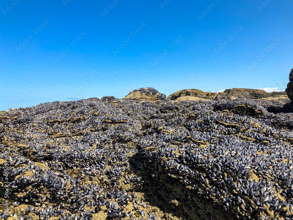 Colony of clams of mussels on rocks in the wild, during law tide. Colony of clams of mussels on rocks in the wild, during law tide.