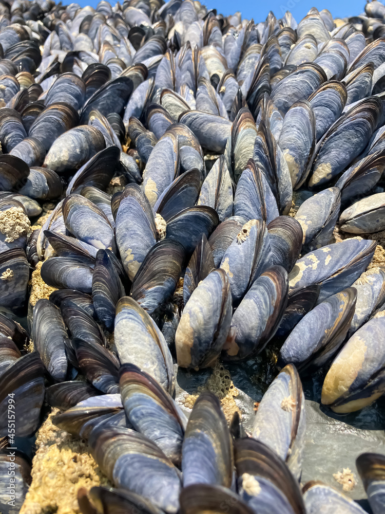 Colony of clams of mussels on rocks in the wild, during law tide. Colony of clams of mussels on rocks in the wild, during law tide.