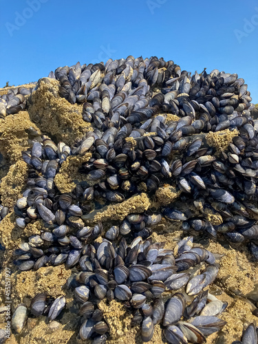 Colony of clams of mussels on rocks in the wild, during law tide. 