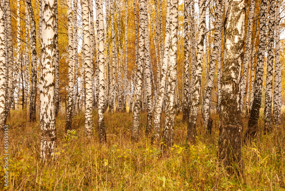 Obraz premium Autumn black white birch tree forrest landscape
