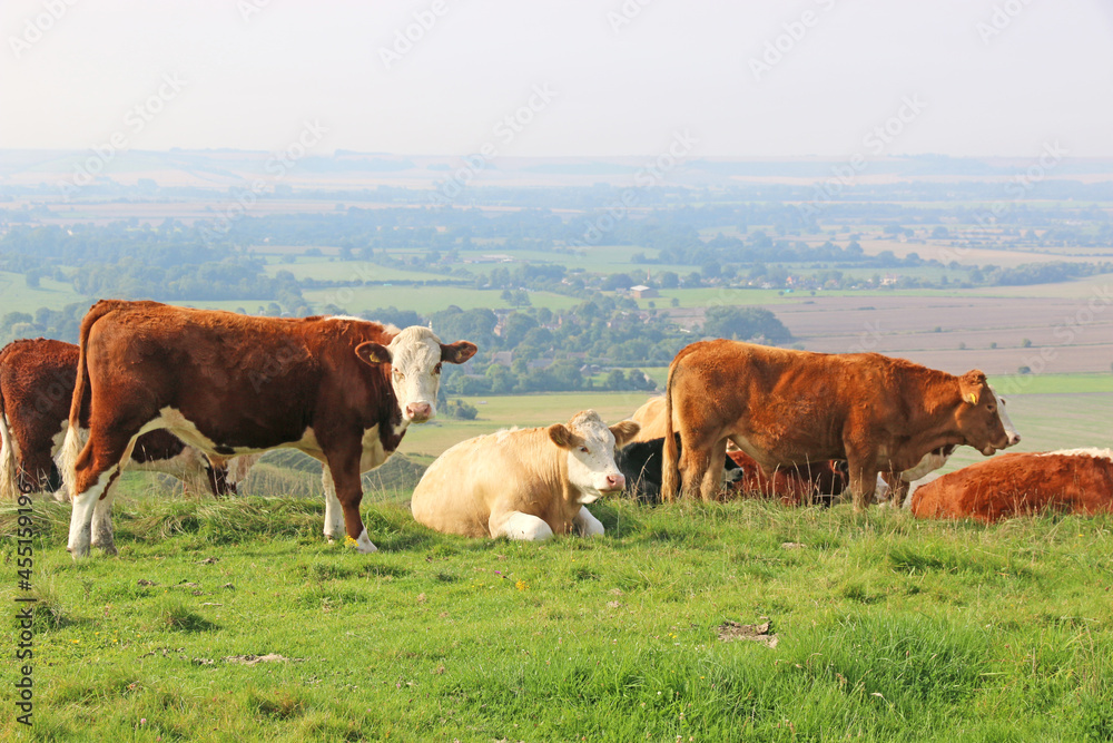 cows in the field