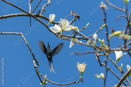 The flight of the swallow-tailed hummingbird among orchids. Its tail resembles scissors. The specie Eupetomena macroura also knows the Hummingbird Scissors. Birdwatching. Animal World. Moving photo.