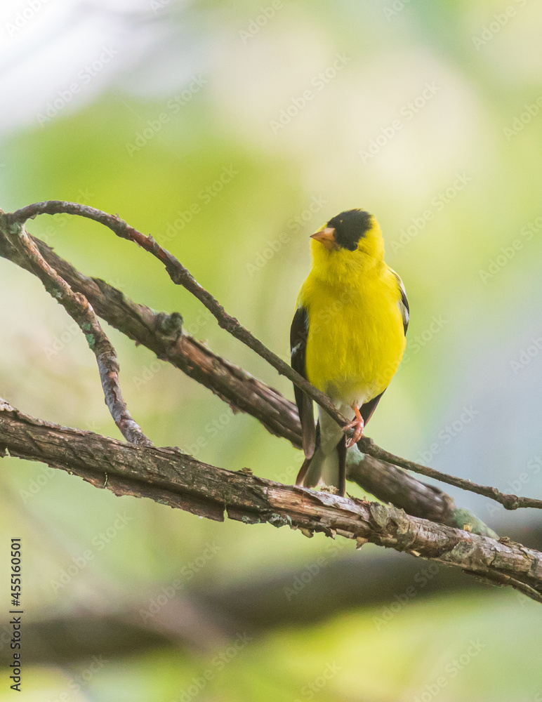 Male American goldfinch perched on a branch Male American goldfinch perched on a branch