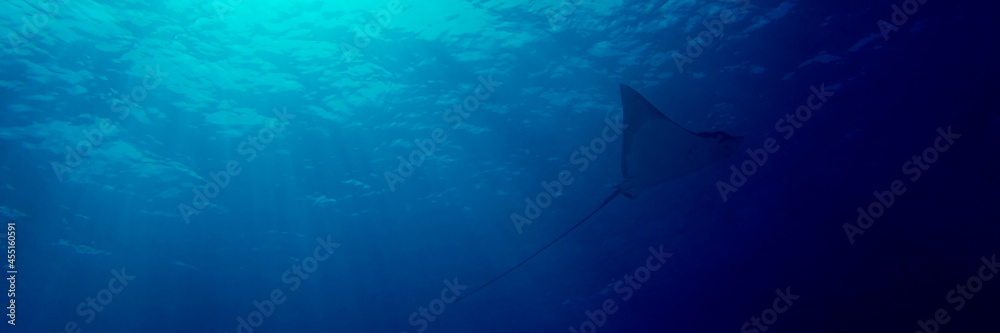 Obraz premium Horizontal panoramic of an eagle ray silohuette in Maldives Islands