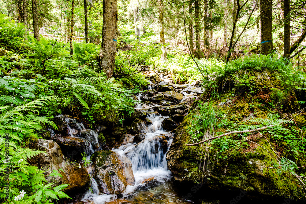 Obraz premium 2021 07 11 San Martino di Castrozza alpine stream