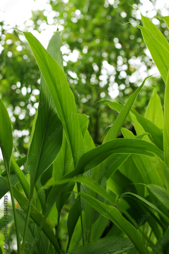 Turmeric, Haldi (Curcuma Longa) plant leaves isolated. Asian herb, India. Herbal Plant, Turmeric, Haldi farming. Turmeric, Haldi (Curcuma Longa) plant leaves isolated. Asian herb, India. Herbal Plant, Turmeric, Haldi farming.