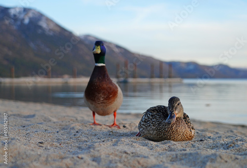 A male duck and female duck on the sand on the shore of Lake Tahoe, Nevada