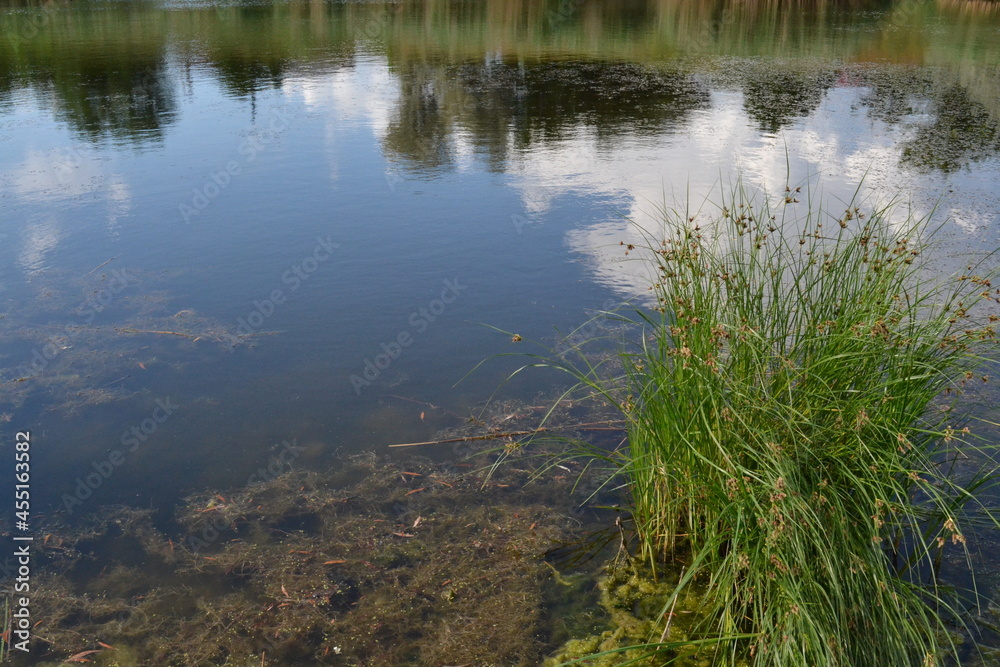 Old pond. Old pond.