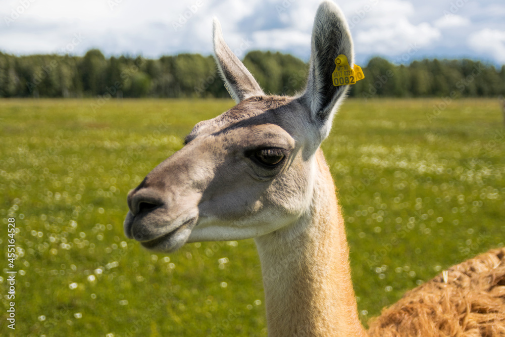 Obraz premium llama portret