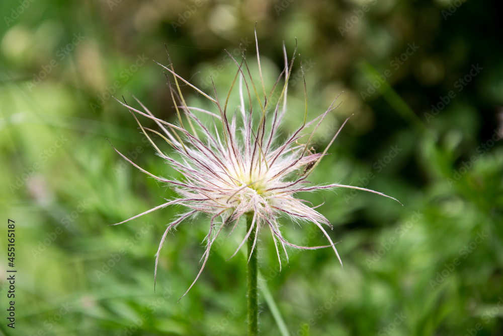 White flower of a shaggy flower that grows in the summer garden White flower of a shaggy flower that grows in the summer garden