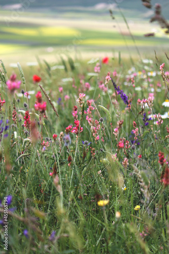  flowering in Castelluccio di Norcia