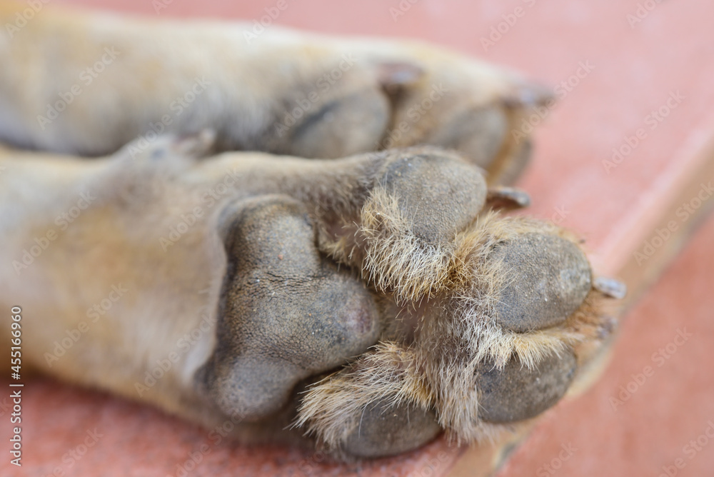 Close up of dog paws lying side by side, from below, with pads and hair in between