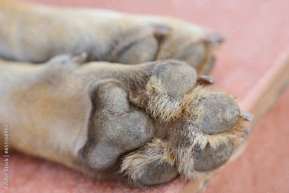 Close up of dog paws lying side by side, from below, with pads and hair in between Close up of dog paws lying side by side, from below, with pads and hair in between