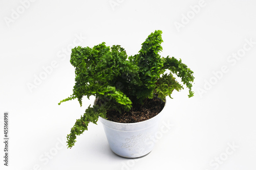 Fern in white pot isolated on white background. Tropical plants stock images.