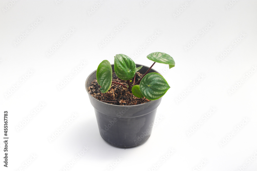 Watermelon peperomia (Peperomia argyreia) with teardrop-shaped green leaves and silver stripes isolated on white background. Tropical houseplant stock images. Watermelon peperomia (Peperomia argyreia) with teardrop-shaped green leaves and silver stripes isolated on white background. Tropical houseplant stock images.
