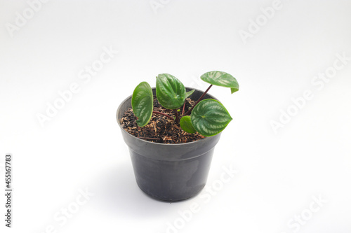 Watermelon peperomia (Peperomia argyreia) with teardrop-shaped green leaves and silver stripes isolated on white background. Tropical houseplant stock images.