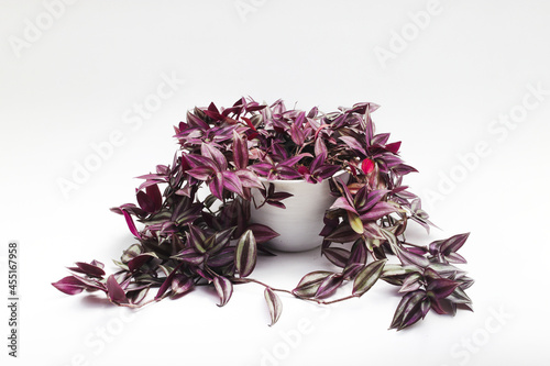 Silver Inch Plant (Tradescantia zebrina) also known as Wandering Jew plant on white pot isolated on white background. Ornamental Houseplant Stock images. photo