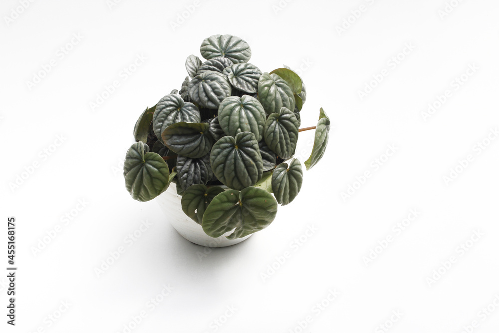Obraz premium Top view of Peperomia caperata with dark green leaves on white pot isolated on white background. Minimalist houseplant for home decor stock images.