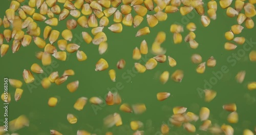 Top view of falling down corn grains. The seeds fall and fill the green screen. Grain background.