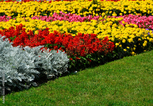 kolorowy dywan kwiatowy kolorowe kwiaty, colorful flowerbed on the lawn (Tagetes , Senecio cineraria, Salvia splendens, Begonia ×semperflorens-cultorum) 