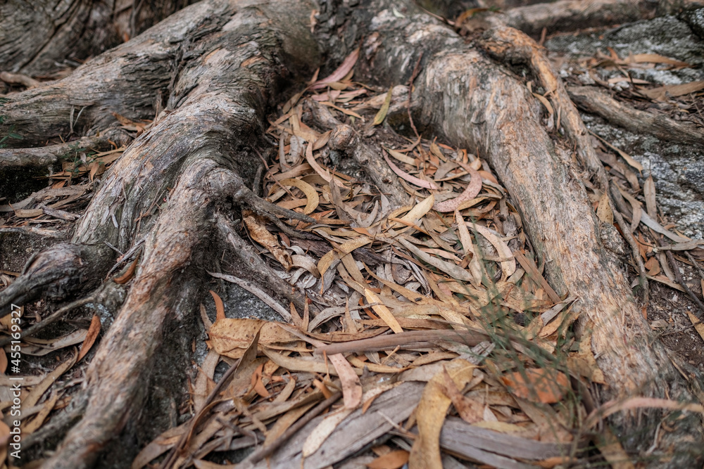 Fallen eucalyptus leaves on the ground among the roots. Fallen eucalyptus leaves on the ground among the roots.