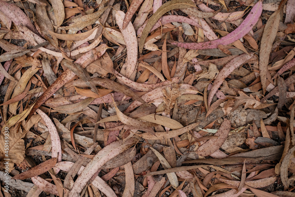 Dry eucalyptus leaves fallen on the ground.